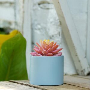 Minimalist Hydroponic Succulent Planter