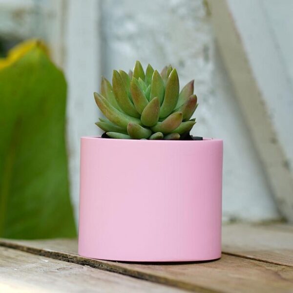 Creative Round Succulent Planter