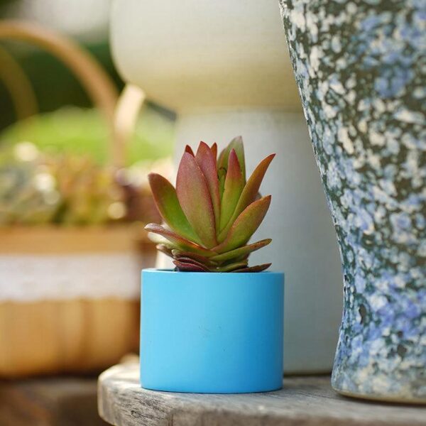 Ceramic hydroponic cutting bottle